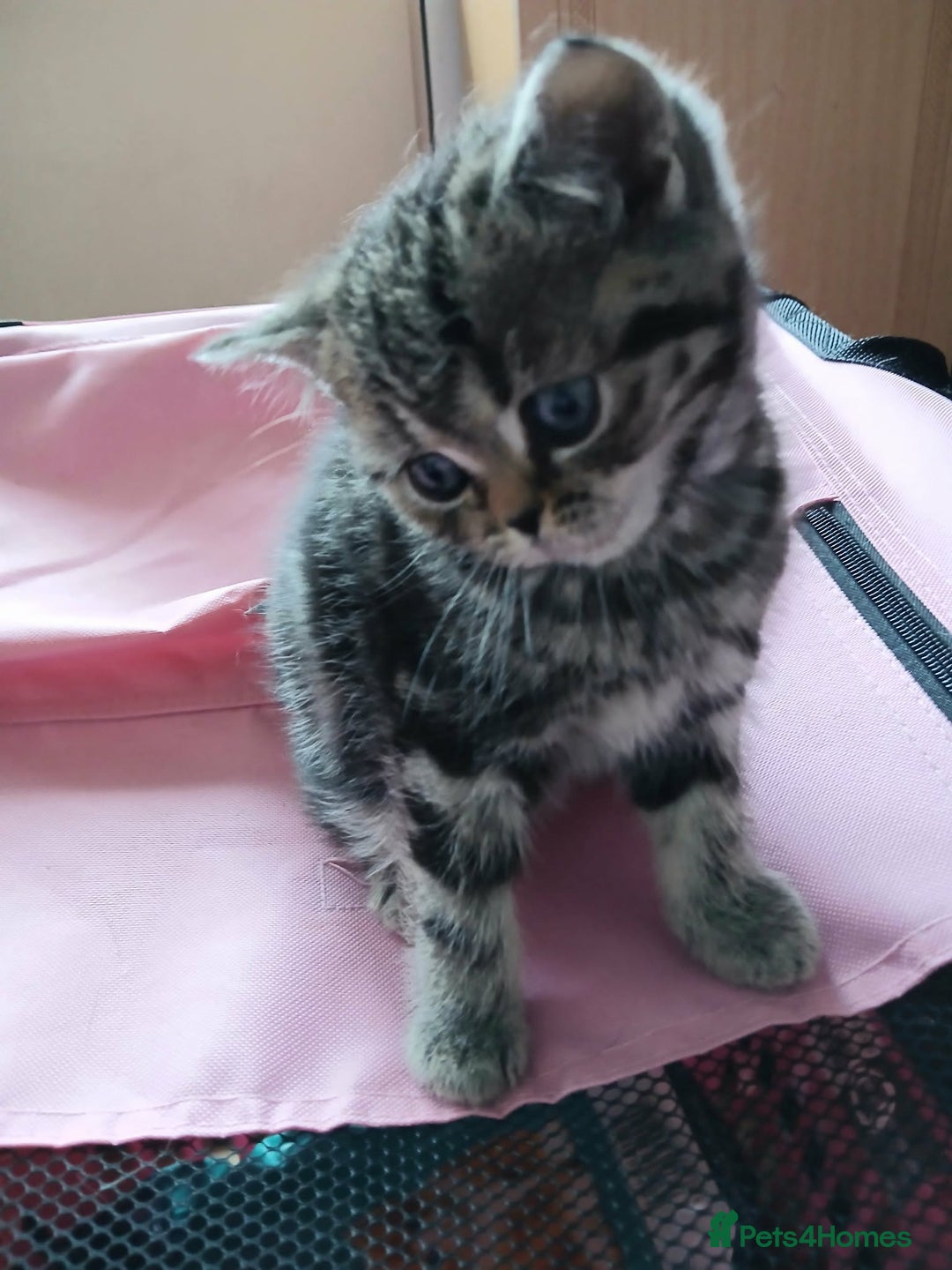 British Shorthair cats for sale: Bsh. Brown Tabby boy. RESERVED FOR JAMIE. - Advert 4