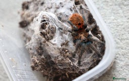 Tarantulas invertebrates for sale: V. chromatus, C. cyaneopubescens, P. reduncus - Image 1