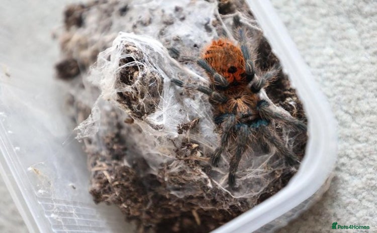 Tarantulas invertebrates - Advert 1