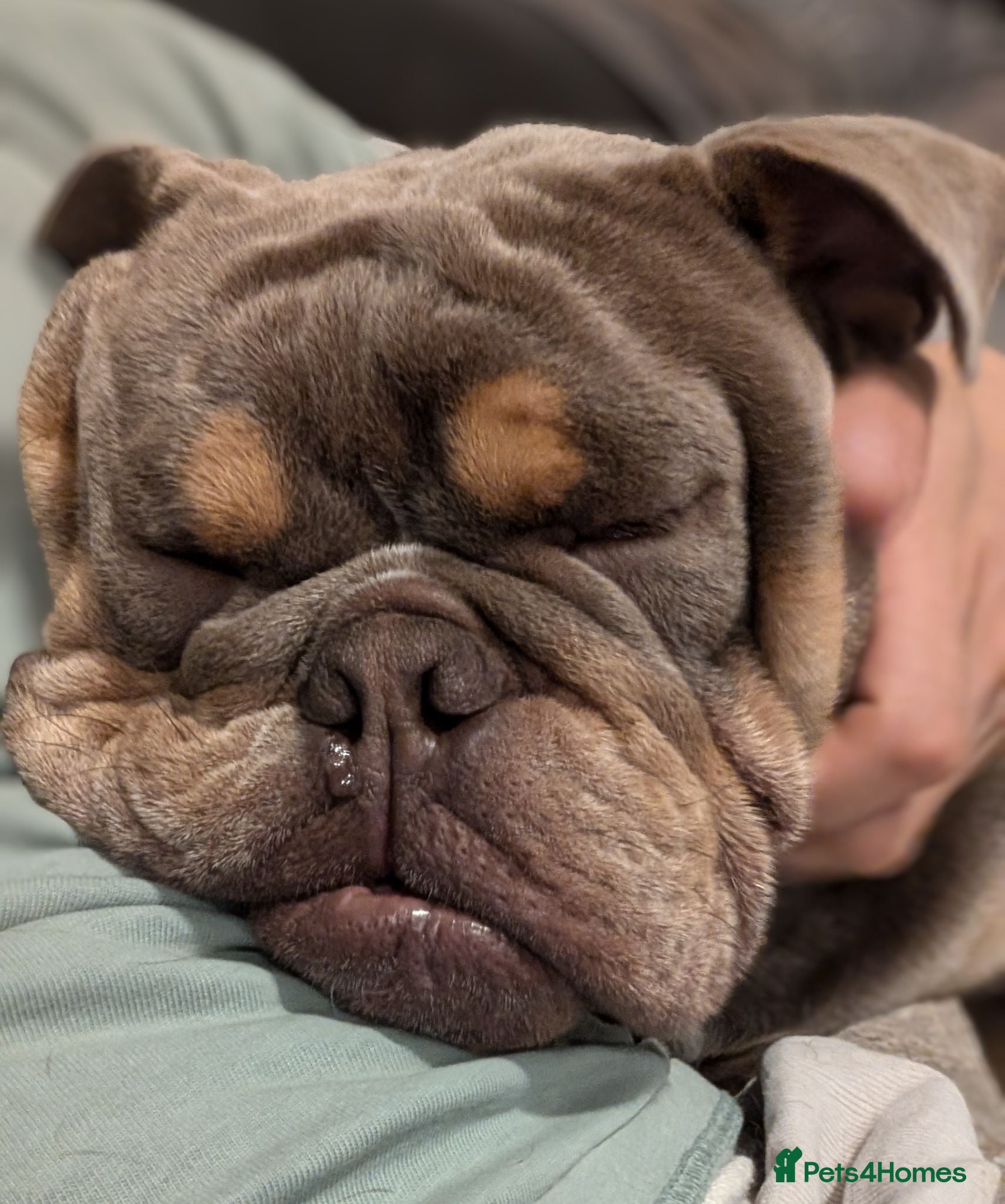 English Bulldog dogs Moose - Advert 1