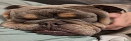 English Bulldog dogs for stud: Moose - Advert 1