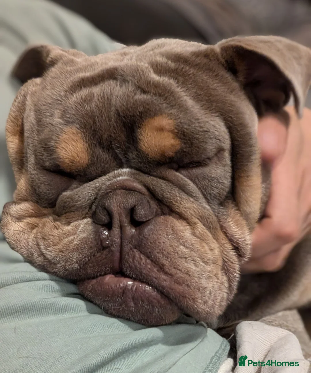 English Bulldog dogs for stud: Moose - Advert 1
