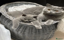 British Shorthair cats for sale: Stunning GCCF British Shorthair Pedigree Kittens - Image 8