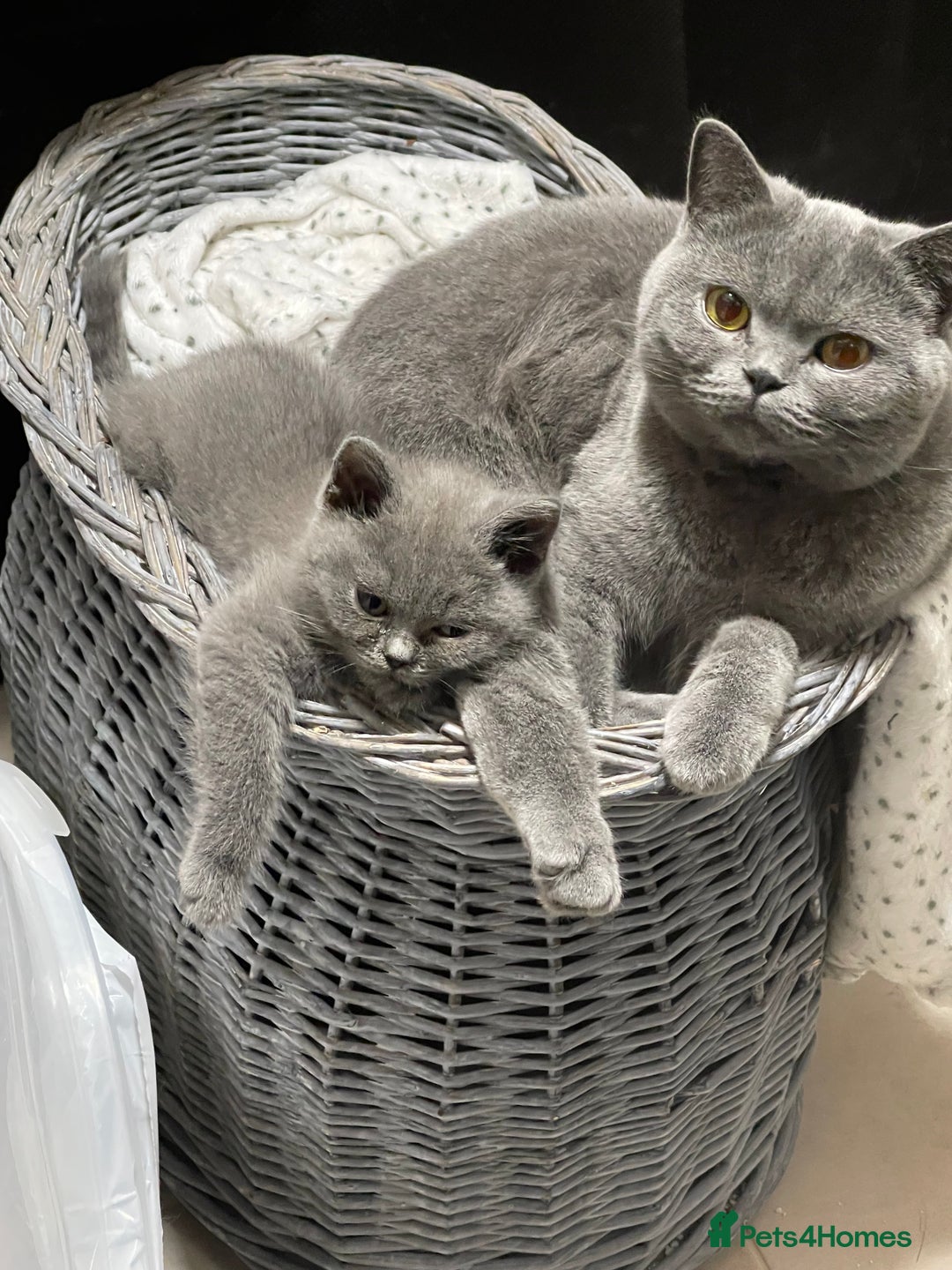 British Shorthair cats for sale: Stunning GCCF British Shorthair Pedigree Kittens - Image 8
