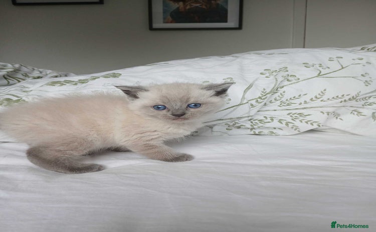 Ragdoll cats in Glasgow - Advert 15