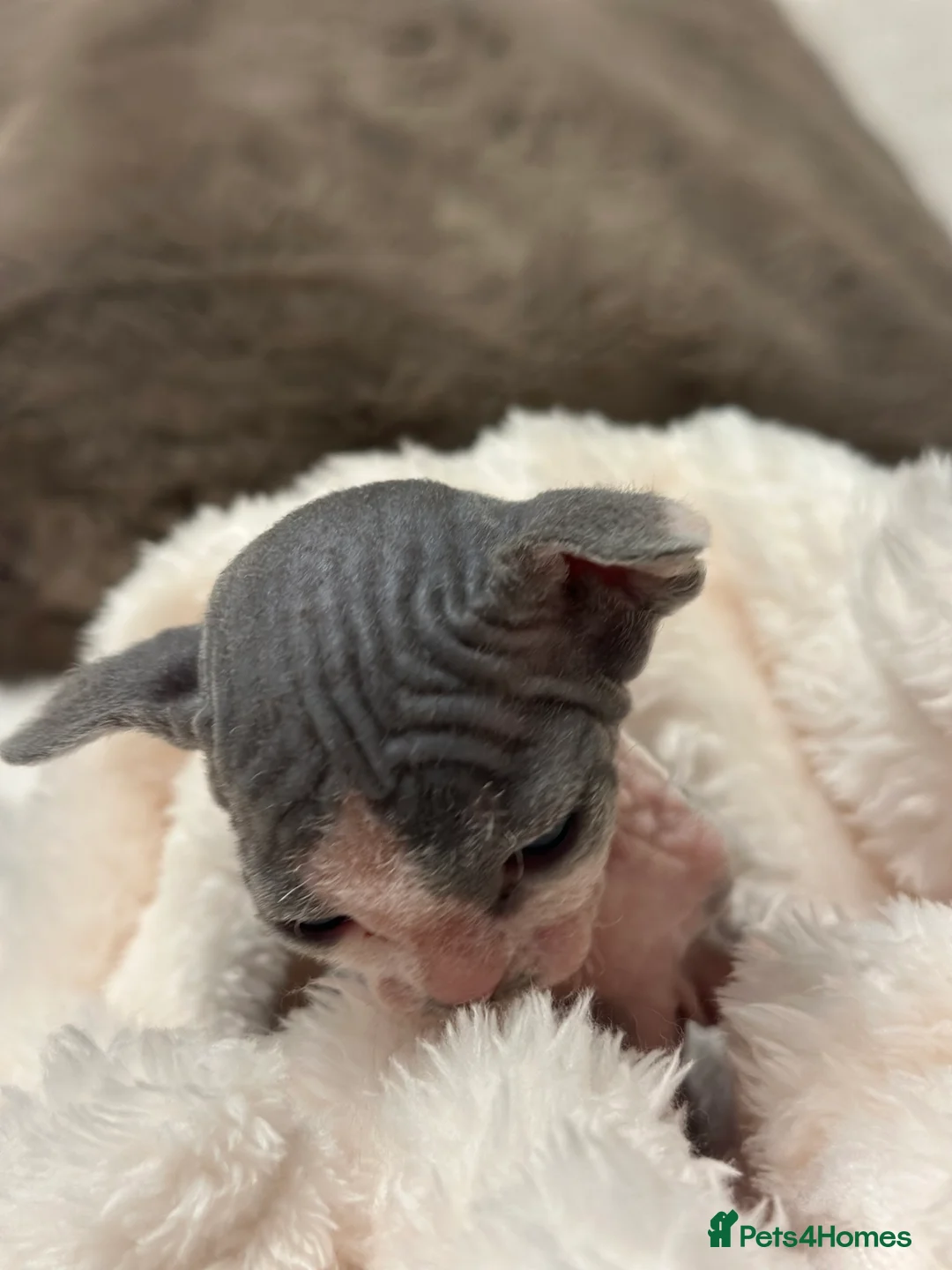 Sphynx cats for sale: Beautiful sphynx kittens from a mum and dad home - Advert 22