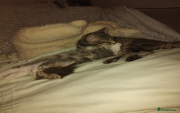 Mixed Breed cats for sale: Kittens american ringtail mixbreed  - Image 16