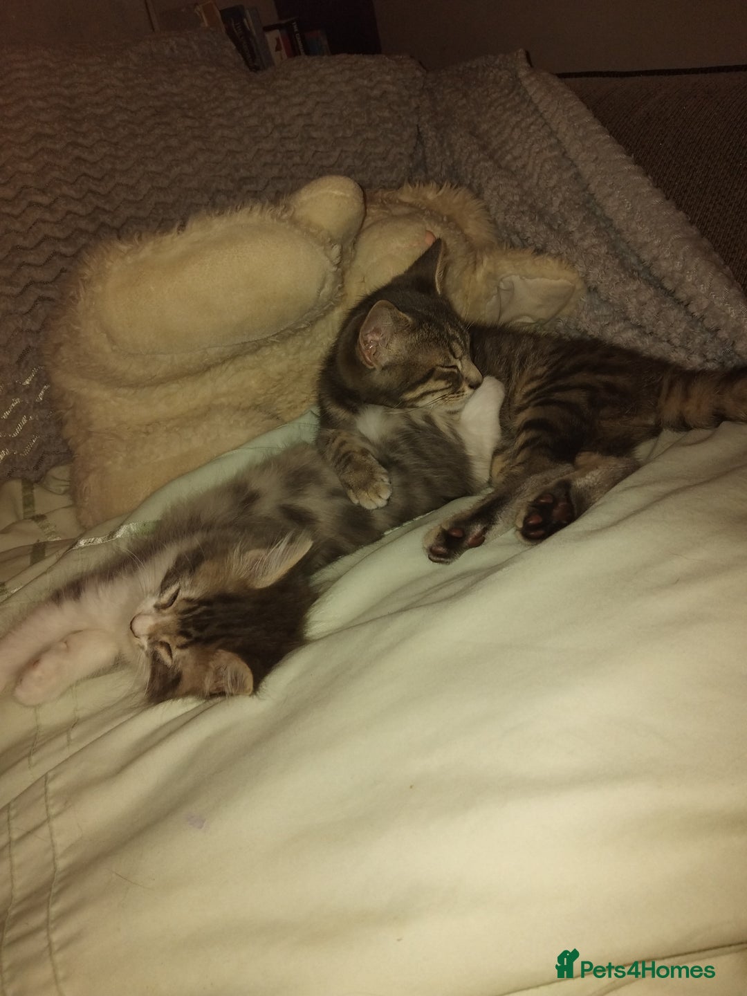 Mixed Breed cats for sale: Kittens american ringtail mixbreed  - Image 16