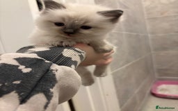 Ragdoll cats for sale: Gorgeous Ragdoll Kittens - Image 5