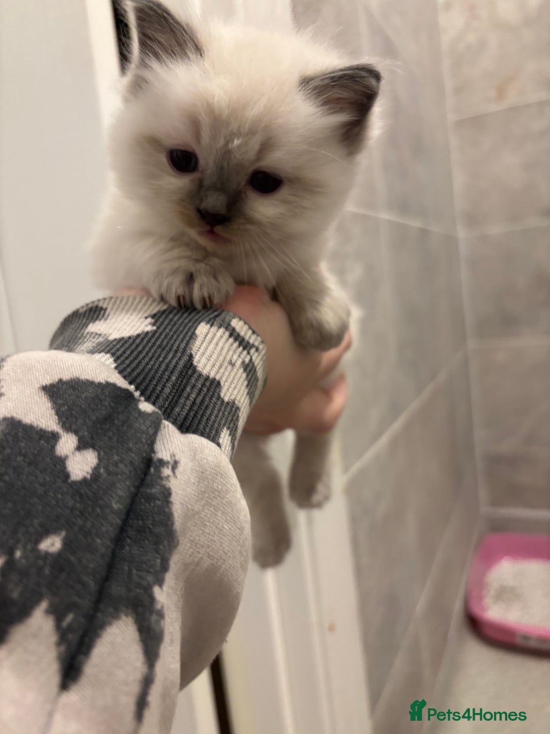 Ragdoll cats for sale: Gorgeous Ragdoll Kittens - Image 5