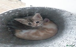 Maine Coon cats for sale: Fluffy crossed maine coon kittens for sale - Image 4