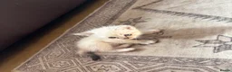 Mixed Breed cats for sale: Misss - Advert 6