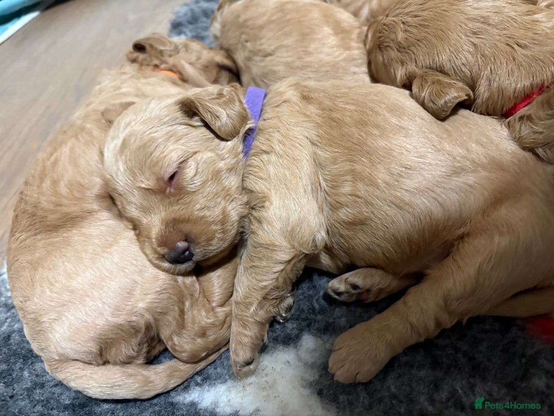 Labradoodle dogs for sale: Beautiful F1 Labradoodles - Advert 2