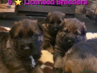German Shepherd dogs Superb Working Line German Shepherds - Advert 2