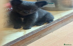 Chihuahua dogs for sale: Kc beautiful chihuahua boys  - Image 6