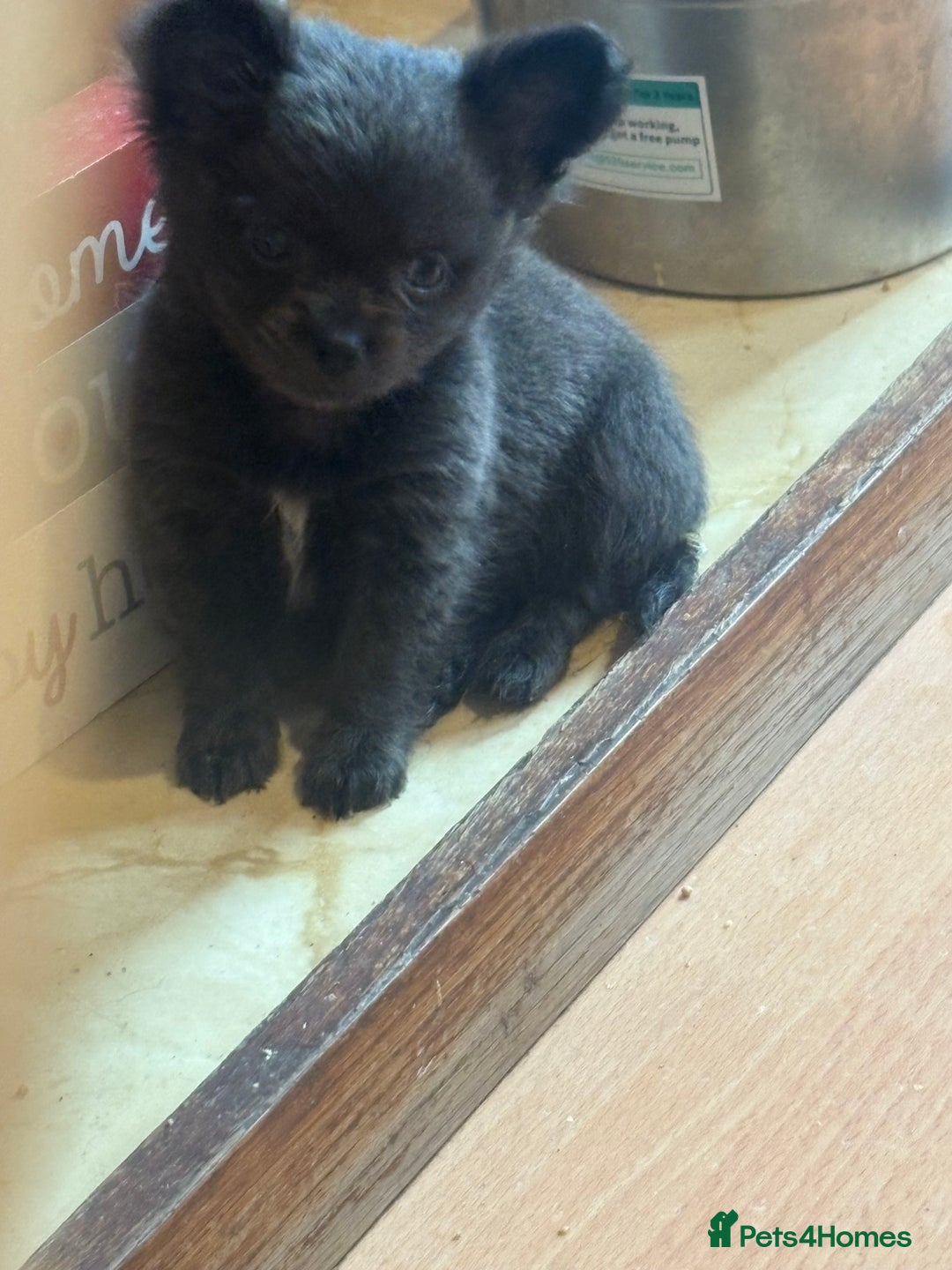 Chihuahua dogs for sale: Kc beautiful chihuahua boys  - Image 6