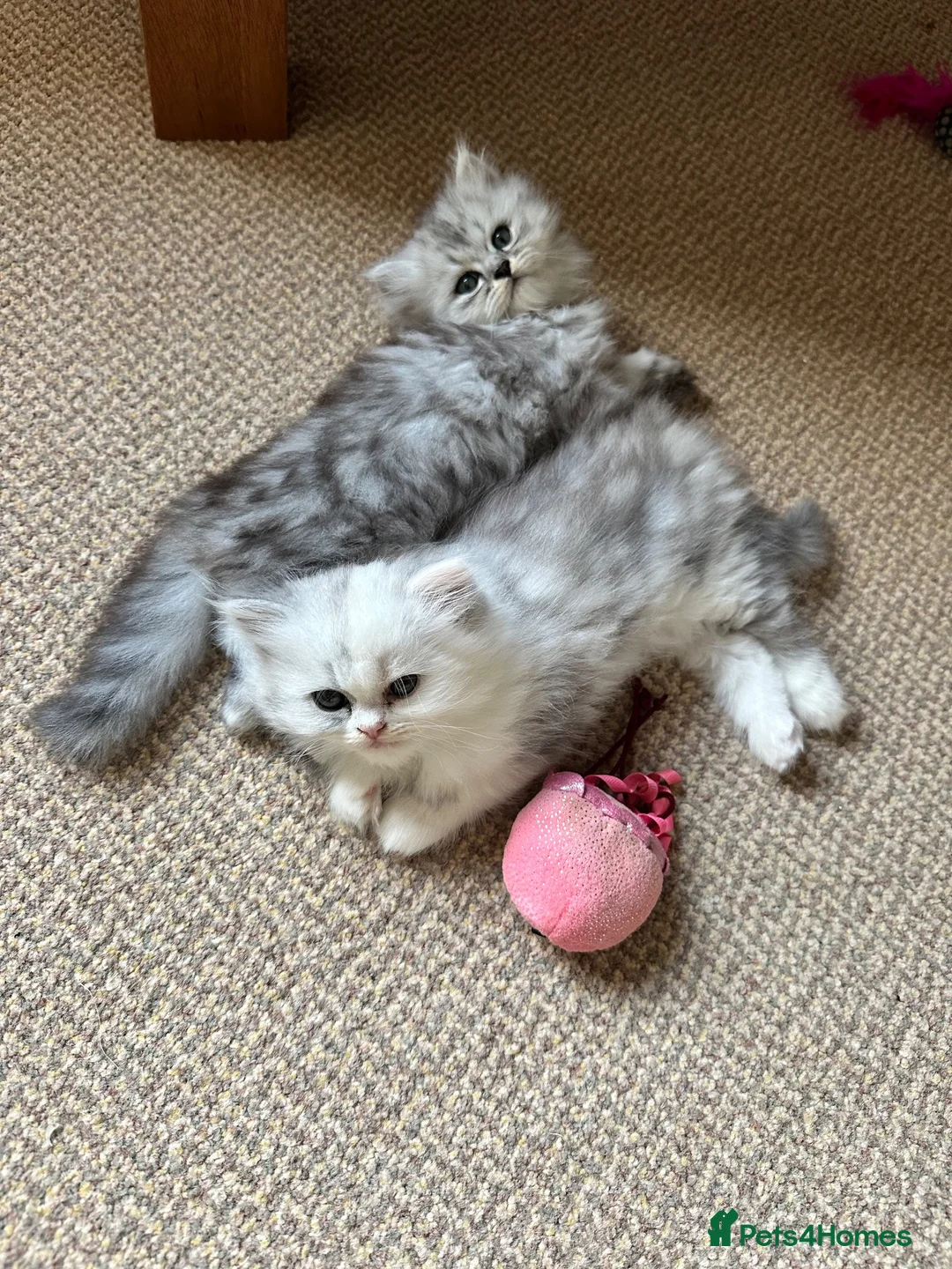 Persian cats for sale: 2 beautiful Persian kittens in Blackwood - Advert 17