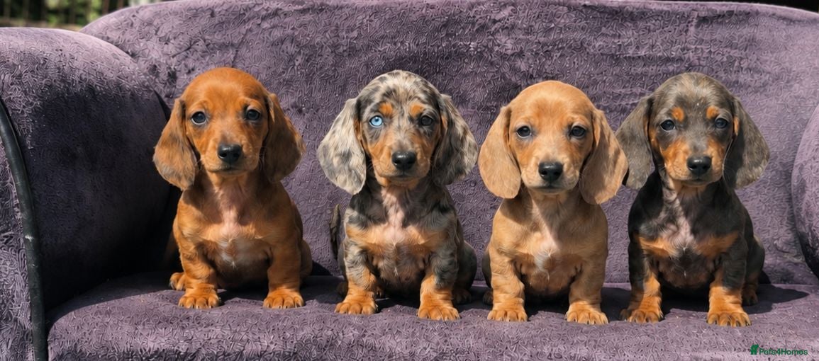 Dachshund dogs Healthy Dachshunds - Advert 1