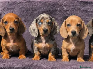 Dachshund dogs Healthy Dachshunds - Advert 1
