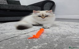 British Longhair cats for sale: Stunning Colour Point Girl - Advert 5