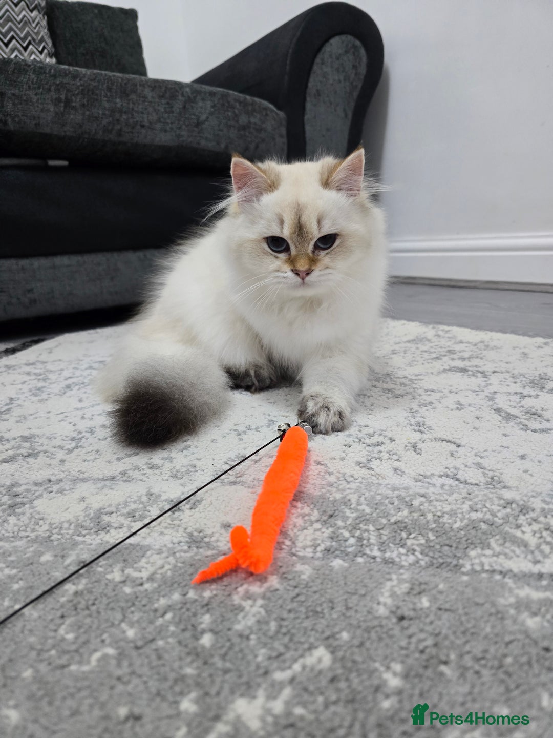 British Longhair cats for sale: Stunning Colour Point Girl - Advert 5