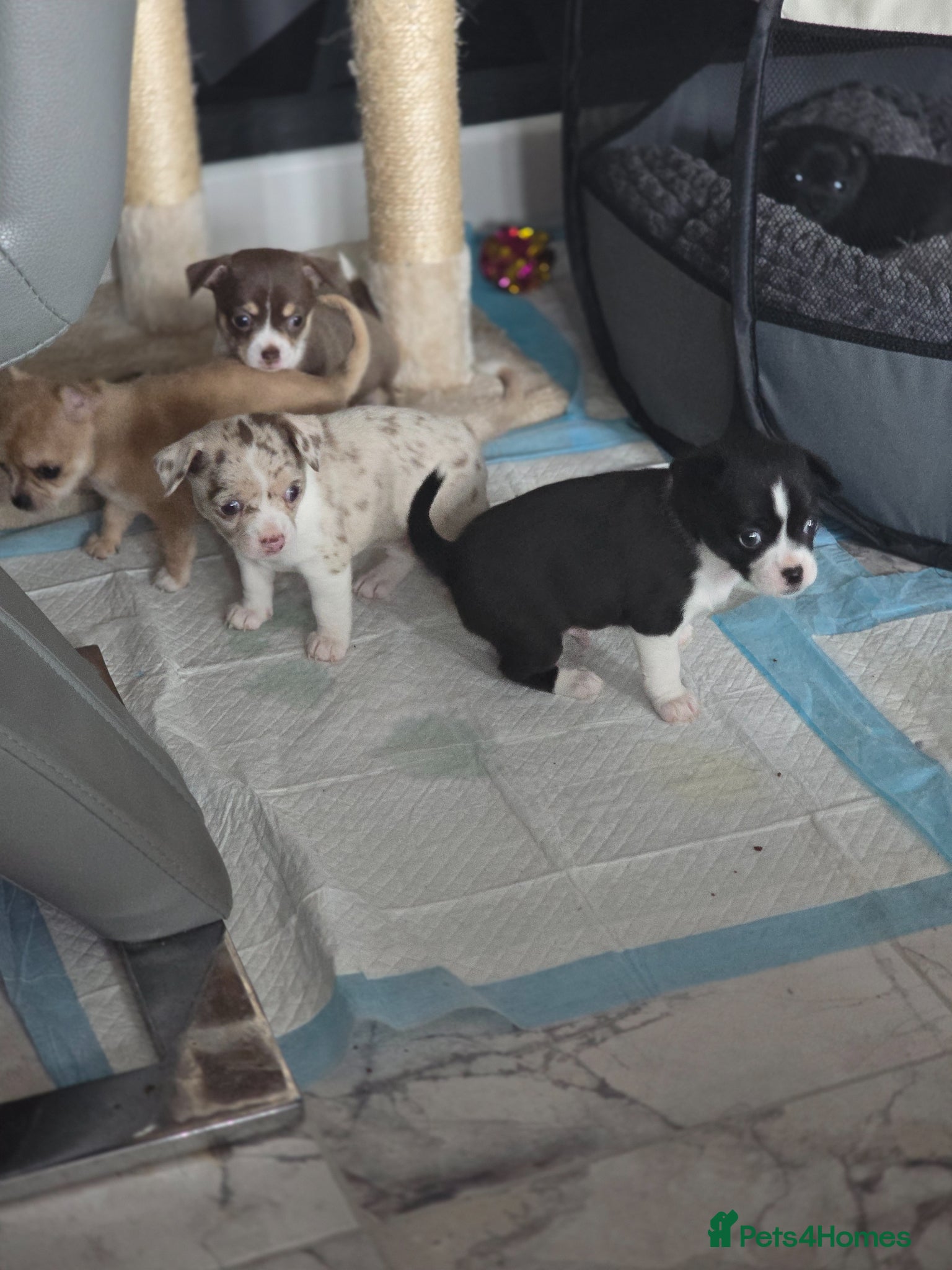 Chihuahua dogs Chiuhuhua cap short-haired - Advert 2