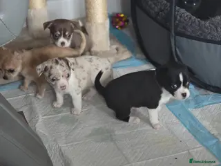 Chihuahua dogs Chiuhuhua cap short-haired - Advert 2