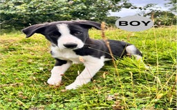 Border Collie dogs for sale: Border Collie pups looking for their forever home - Image 9
