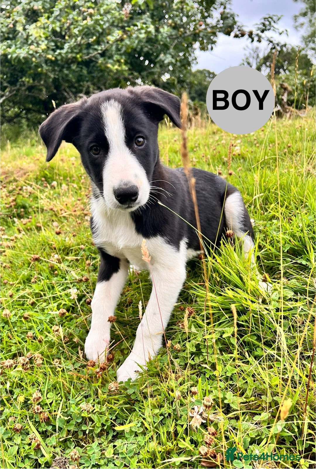 Border Collie dogs for sale: Border Collie pups looking for their forever home - Image 9
