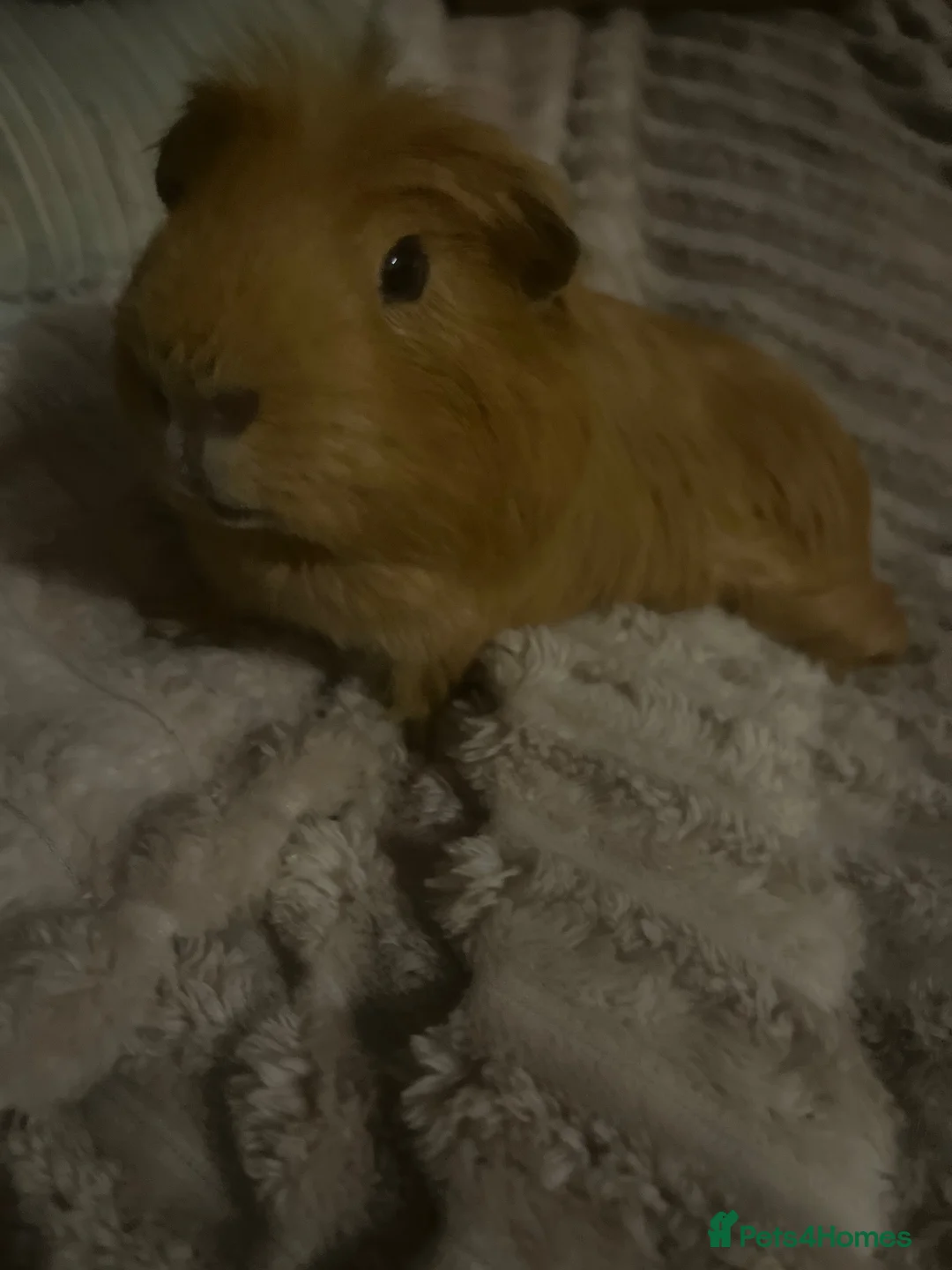 Guinea Pig rodents for sale: Guinea Pig - Advert 2