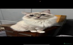 Ragdoll cats for sale: Blue ragdoll kittens - Image 4