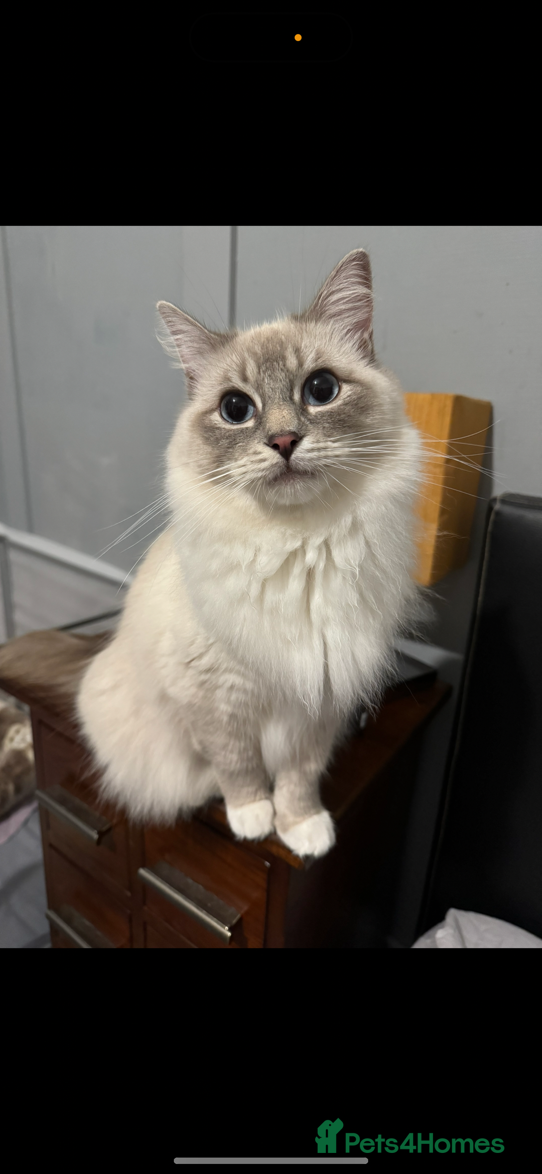 Ragdoll cats for sale: Blue ragdoll kittens - Image 4
