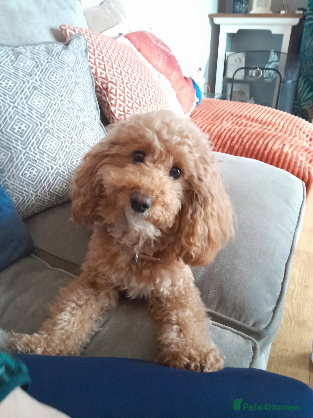 Cavapoo dogs for sale: Cavapoo  in Newry - Advert 1