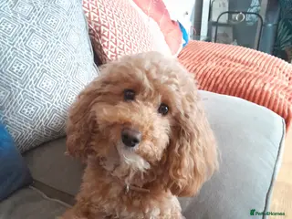 Cavapoo dogs Cavapoo - Advert 1