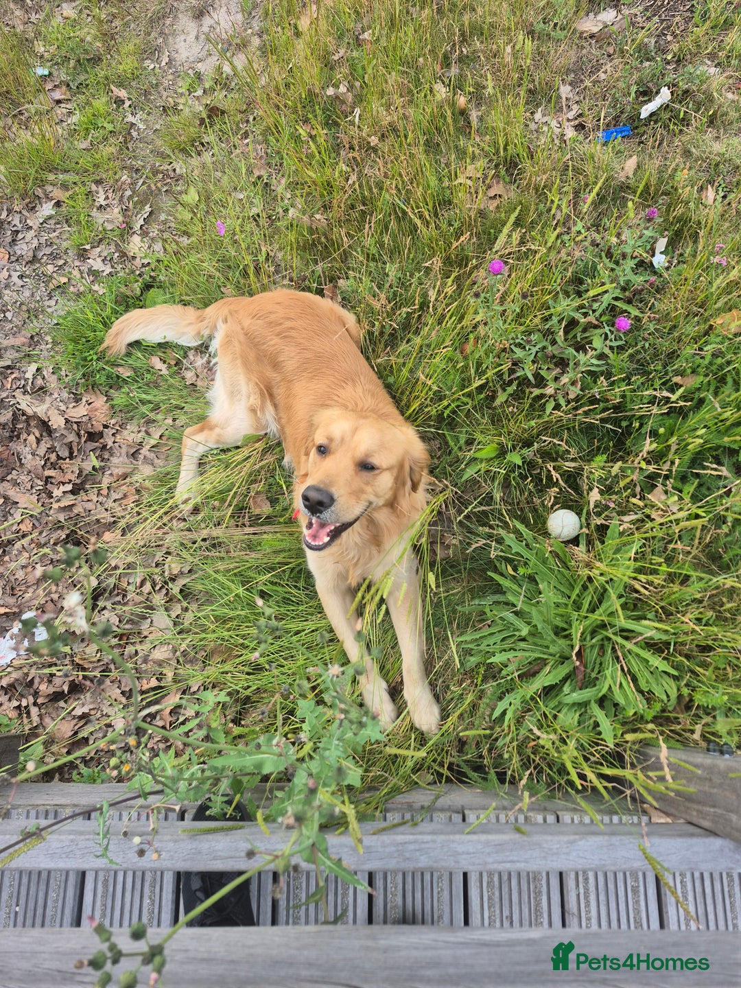 Golden Retriever dogs for stud: Our Loveable Goof in Woking - Image 18