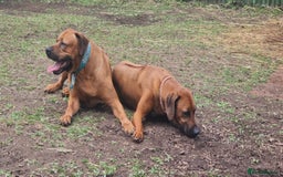 Rhodesian Ridgeback dogs for sale: Super chunky Rhodesian Ridgeback puppy - Image 14
