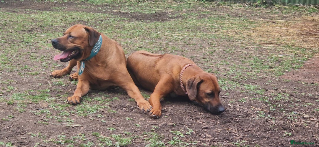 Rhodesian Ridgeback dogs for sale: Super chunky Rhodesian Ridgeback puppy - Image 14