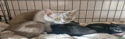 British Shorthair cats for sale: 3 beautiful kittens all black and white in colour - Advert 15