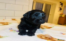 Labradoodle dogs for sale: Chunky Labradoodle Babies 🐾🐾🐾 - Image 5