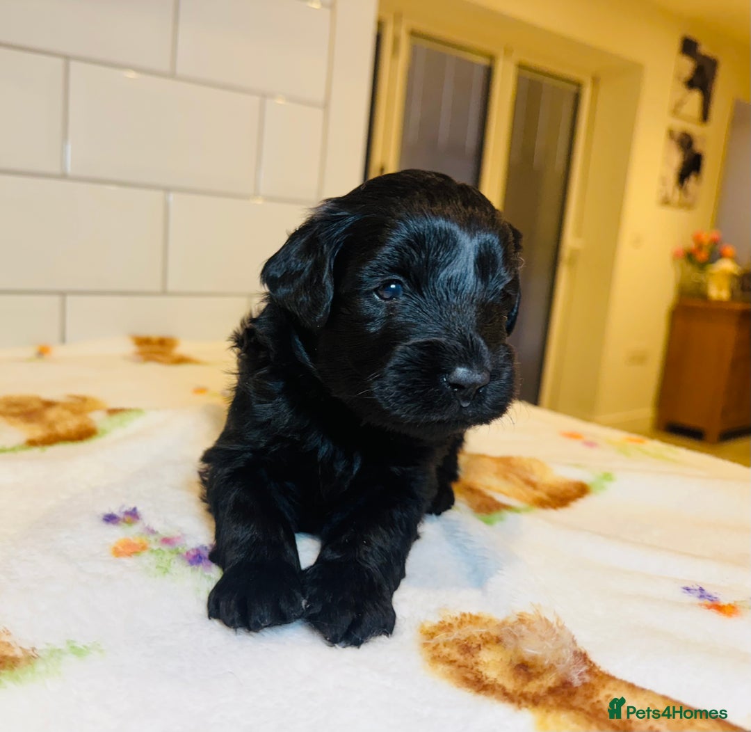 Labradoodle dogs for sale: Chunky Labradoodle Babies 🐾🐾🐾 - Image 5