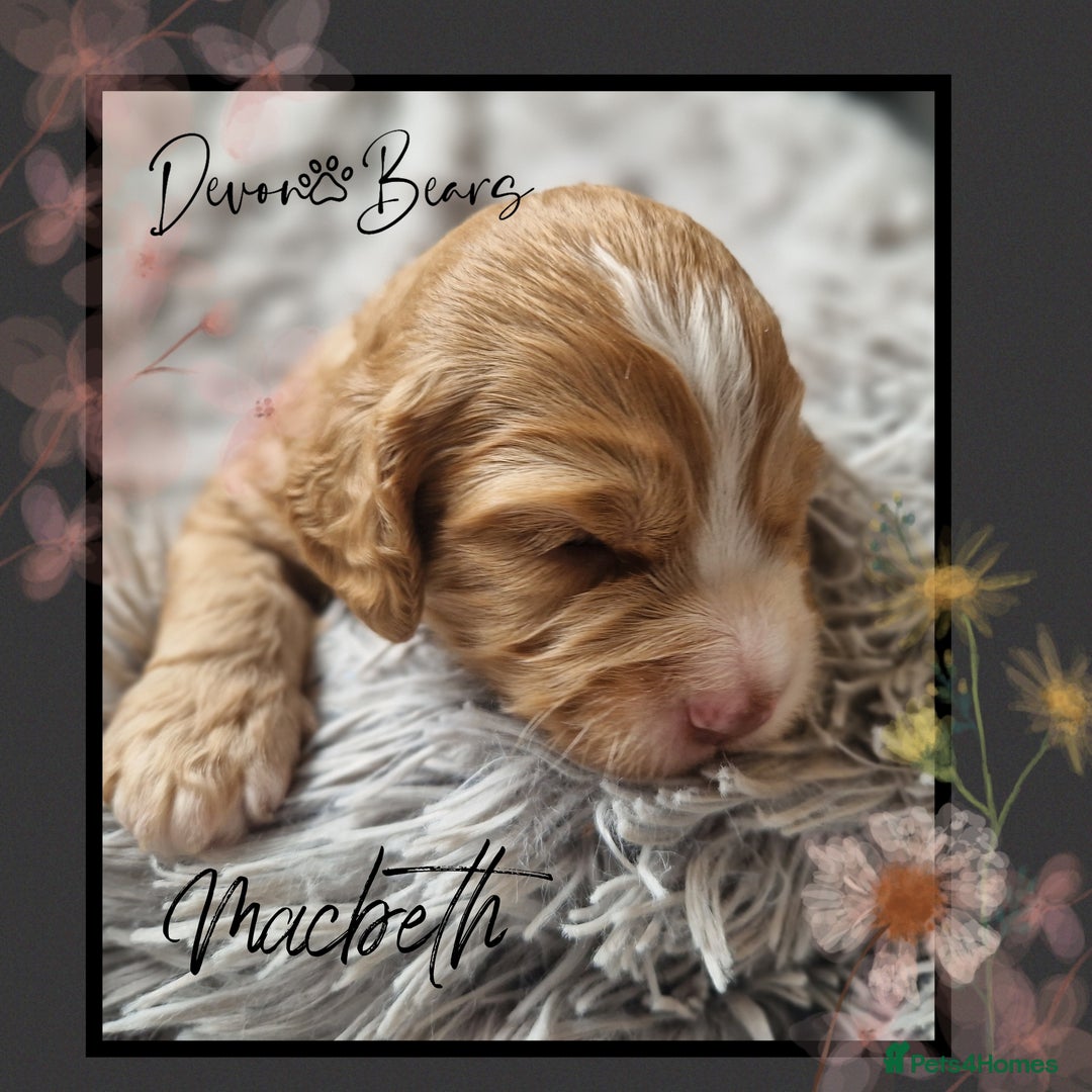 Cockapoo dogs for sale: 5*licenced, stunning F1 English Cockapoo puppies - Image 17