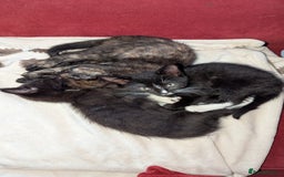 British Longhair cats for sale: Kittens are ready to go  - Image 10