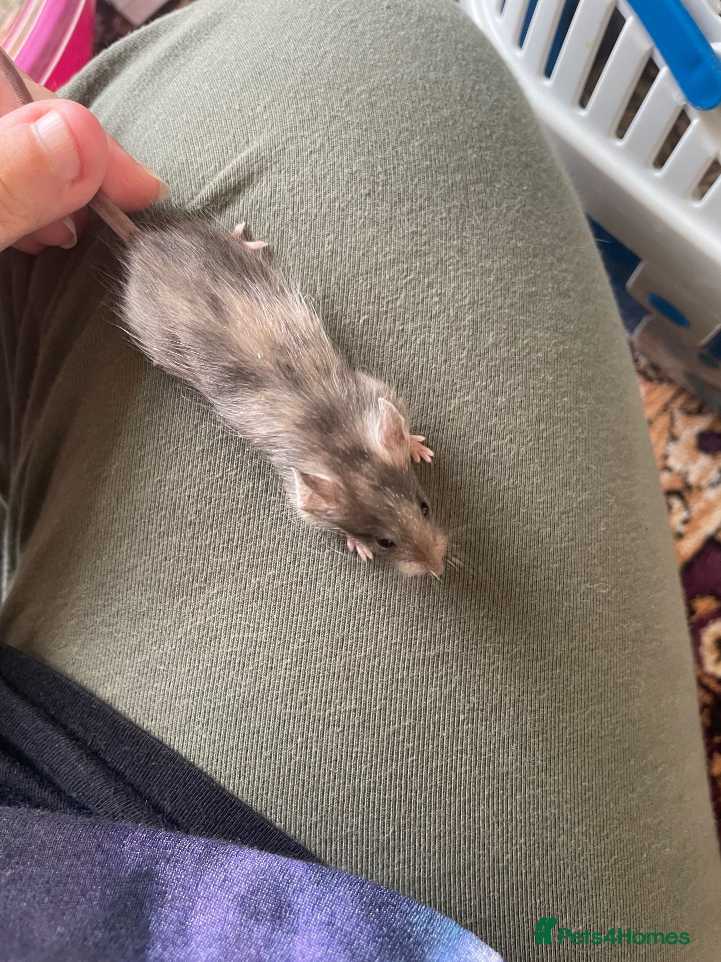 Mouse rodents Baby Mice  - Advert 17