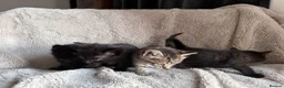 Mixed Breed cats for sale: Little ones - Advert 8