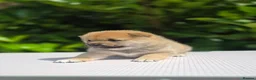 Japanese Shiba Inu dogs for sale: Japanese Shiba Inu Boy  - Advert 3