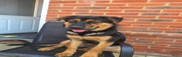 Mixed Breed dogs for sale: Lady . - Advert 2