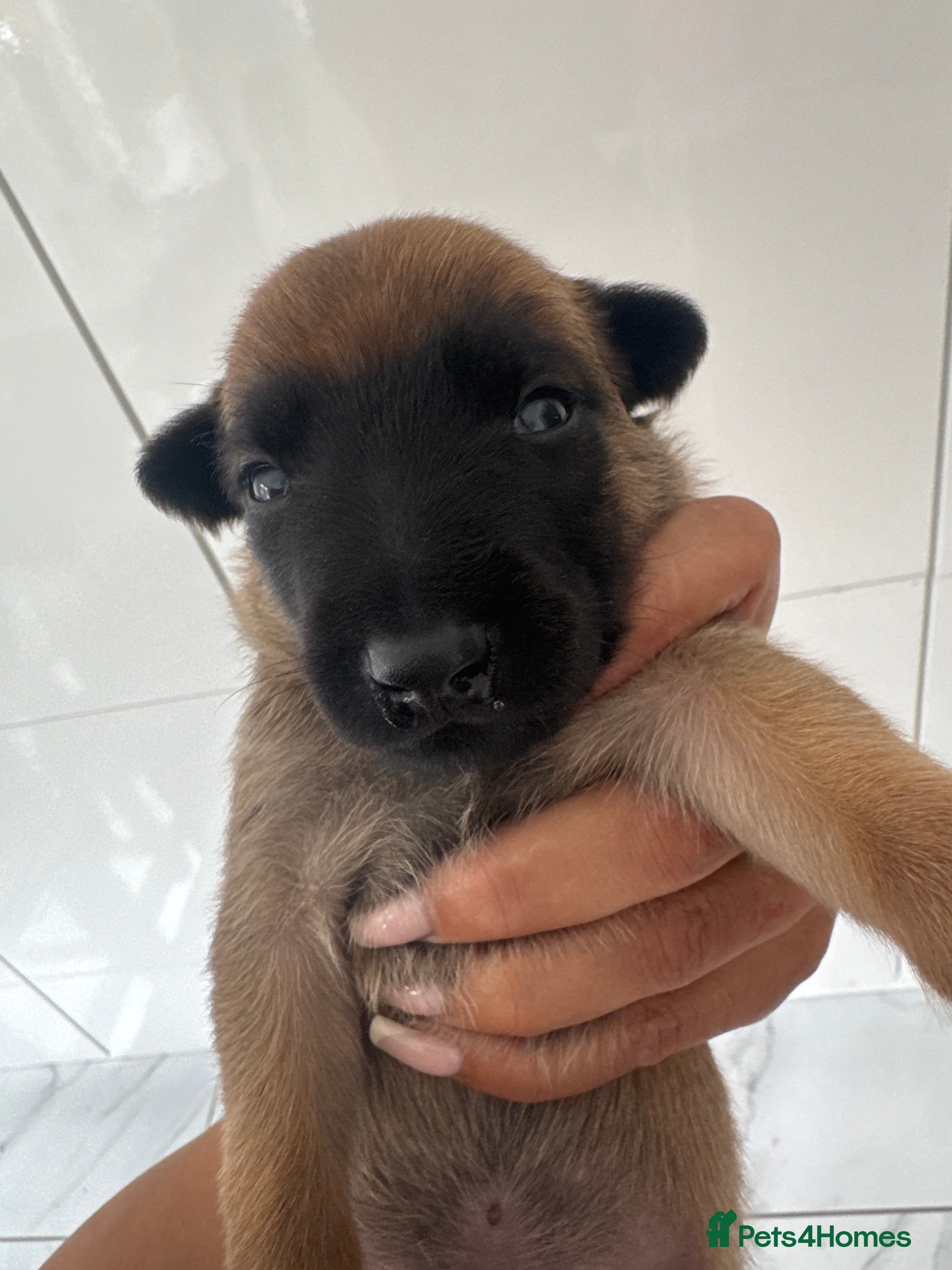 Belgian Shepherd Dog dogs for sale: 8 beautiful babies  in St Albans - Advert 6