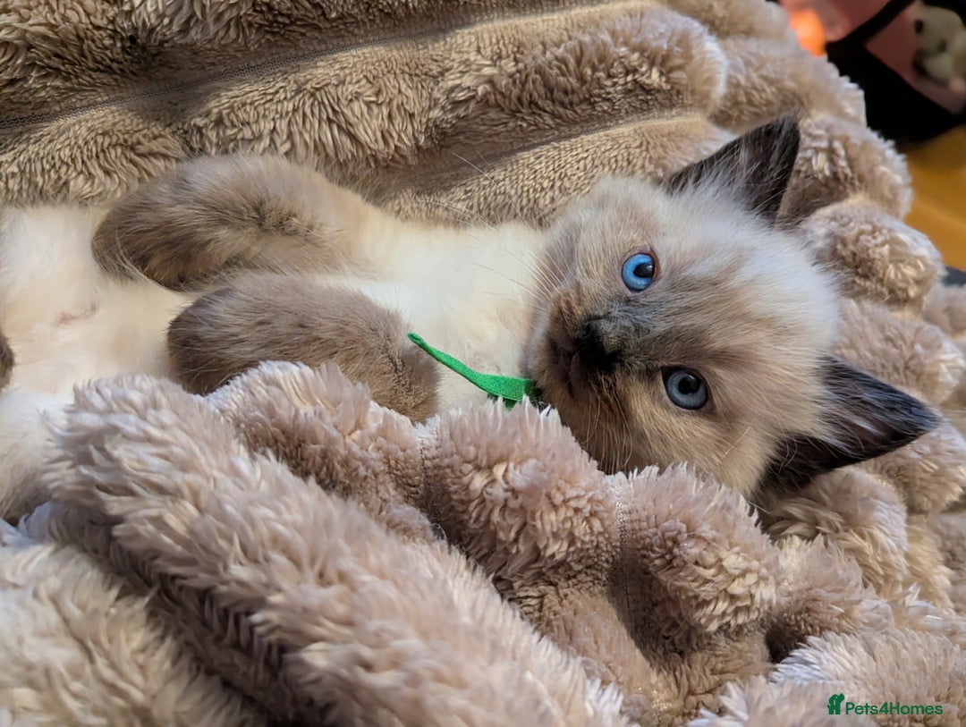 Ragdoll cats for sale: One seal Mink ragdoll remaining  - Advert 1