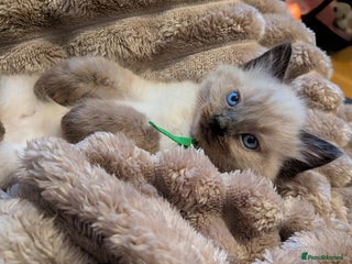 Ragdoll cats for sale: One seal Mink ragdoll remaining - Advert 1