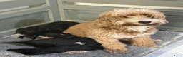 Cockapoo dogs for sale: Beautiful cockapoo puppies black black/white - Advert 7